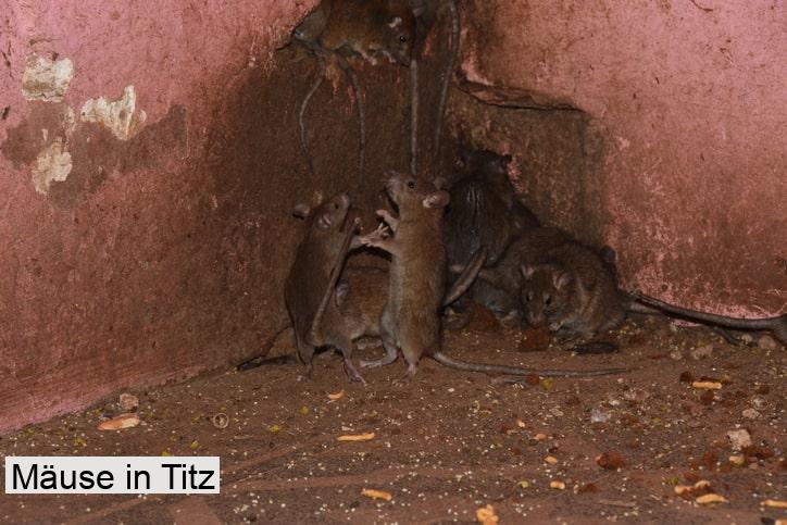 Mäuse in Titz